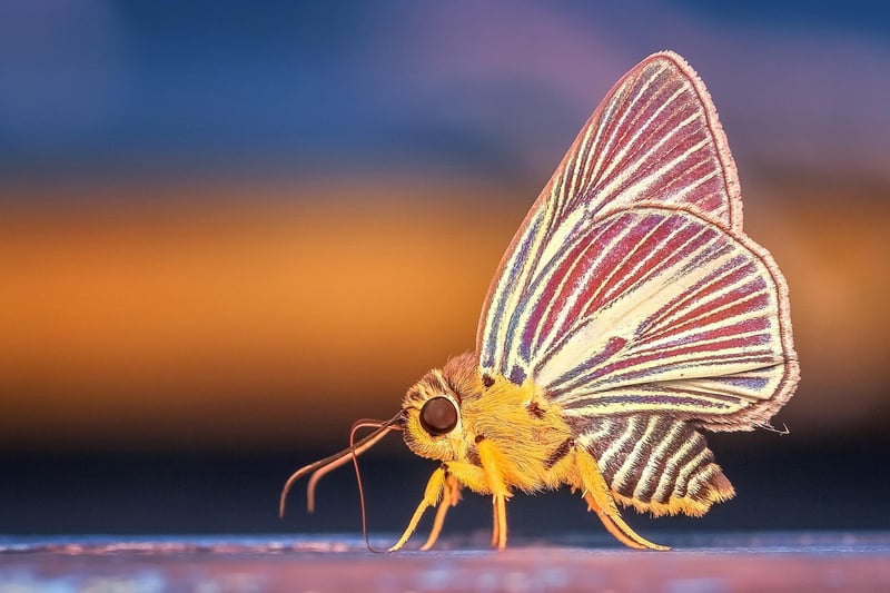Butterfly close-up